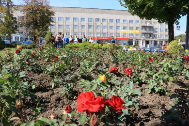 16 вересня 2021 року Фонд Ріната Ахметовазаклав Алею троянд зі 700 саджанців у Вінниці