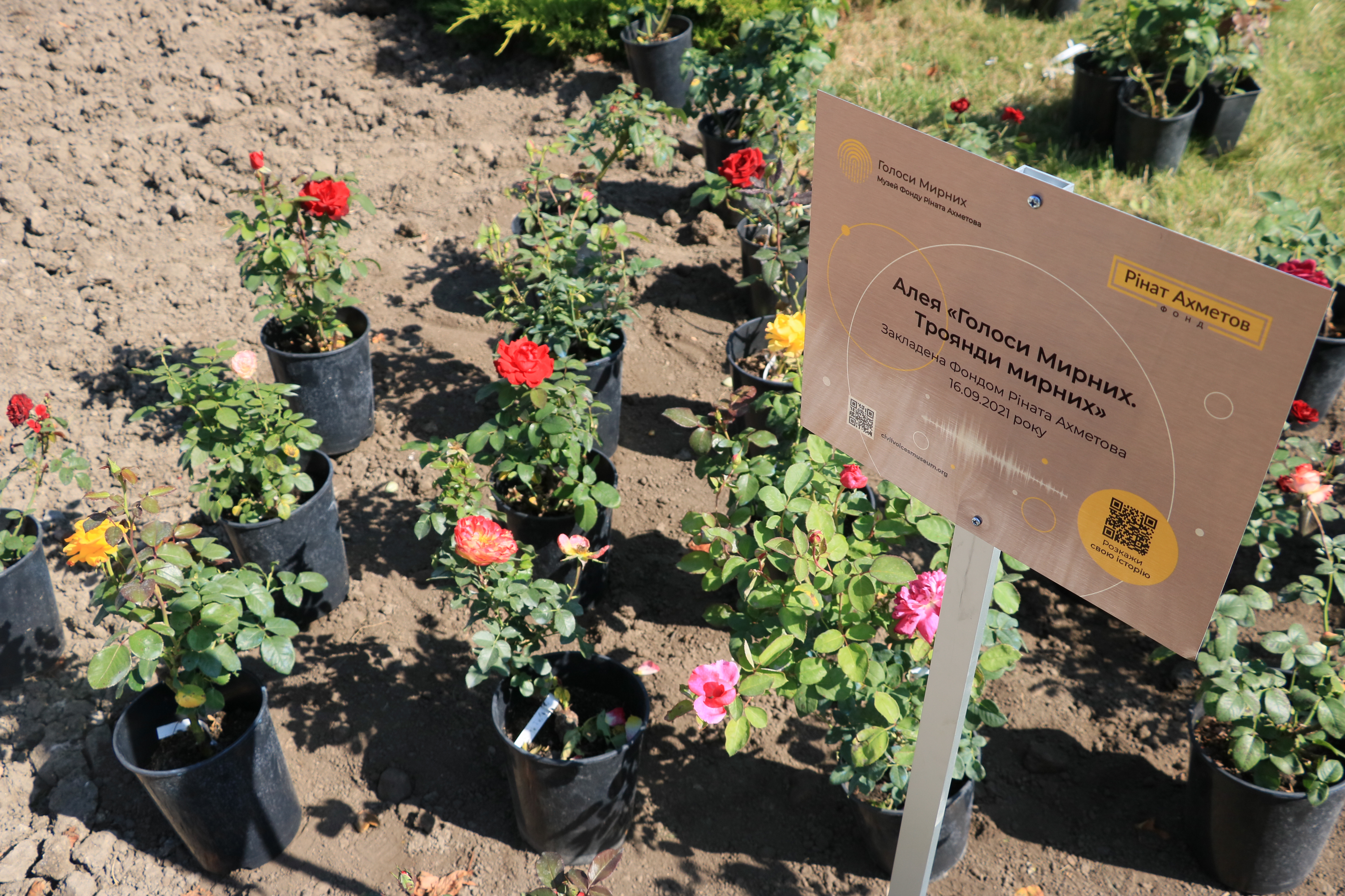 16 вересня 2021 року Фонд Ріната Ахметовазаклав Алею троянд зі 700 саджанців у Вінниці